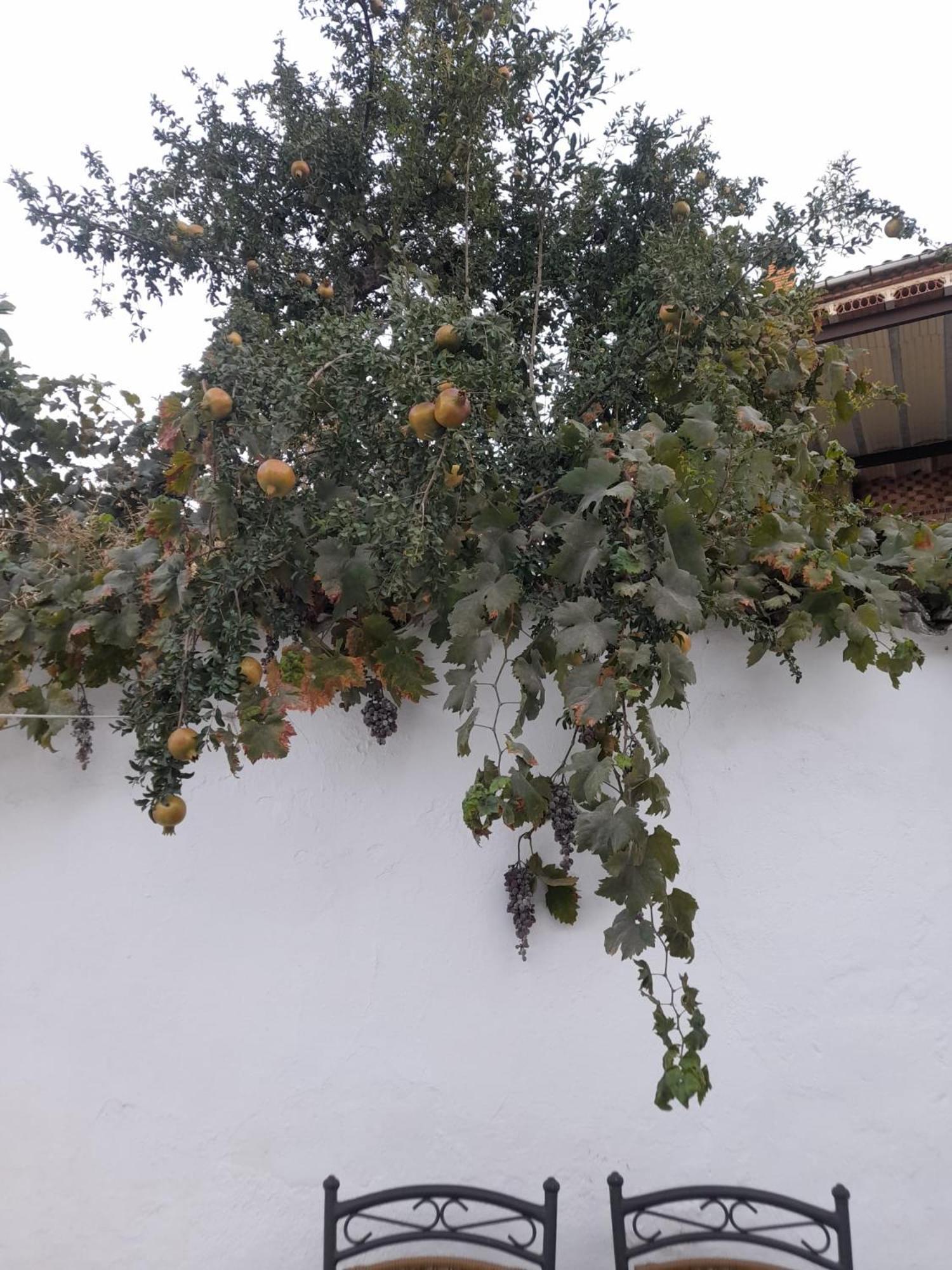 El Molino De Aceite Villa Baeza Buitenkant foto